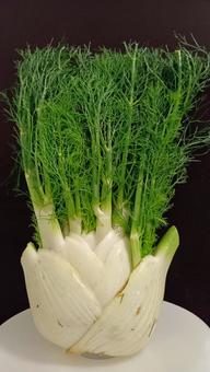 フェンネル フェンネル フェンネル,ういきょう,ハーブ野菜の写真素材