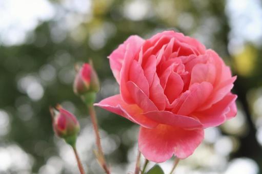rose pink rose pink flower, JPG