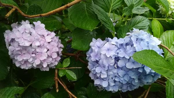 梅雨の時期のあじさい 梅雨の時期のあじさいの写真