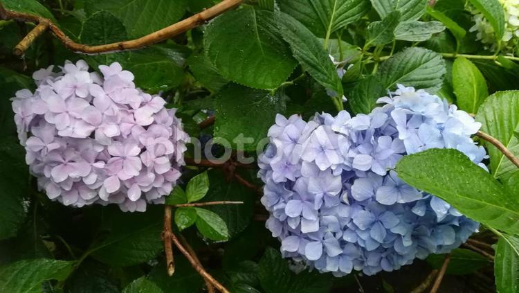 梅雨の時期のあじさい あじさい,アジサイ,紫陽花の写真素材
