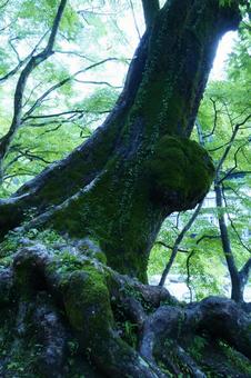 苔が綺麗なモミジの老木 苔が綺麗なモミジの老木の写真
