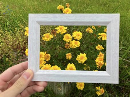 フレームとマリーゴールド 花,マリーゴールド,黄色の写真素材