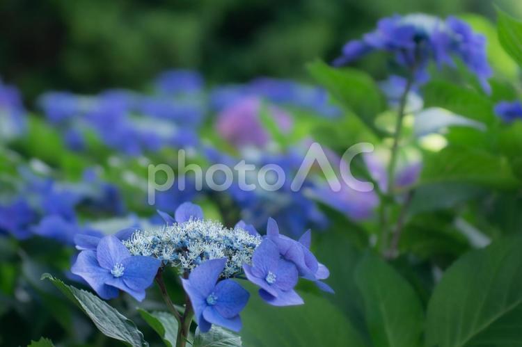 市民の森のアジサイ アジサイ,あじさい,公園の写真素材