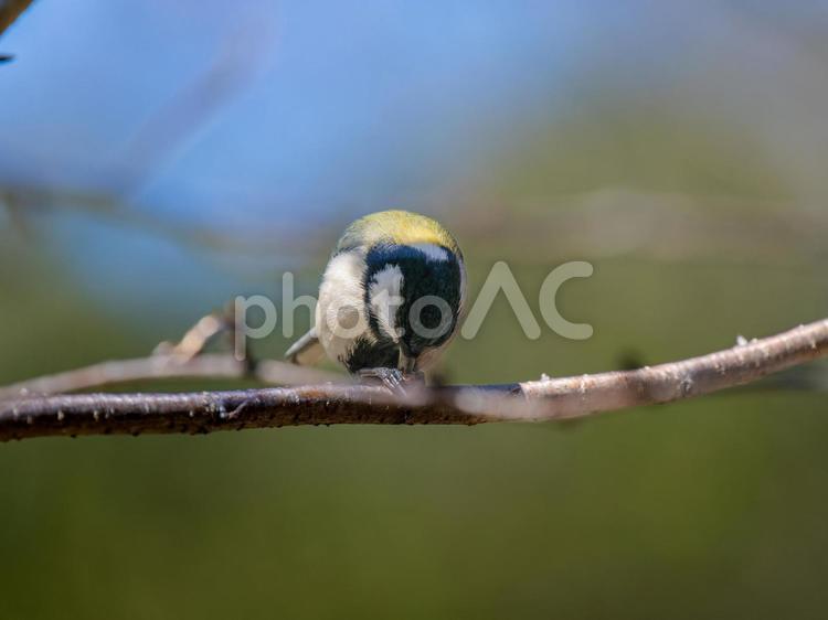 枝にとまるシジュウカラ シジュウカラ,野鳥,鳥の写真素材