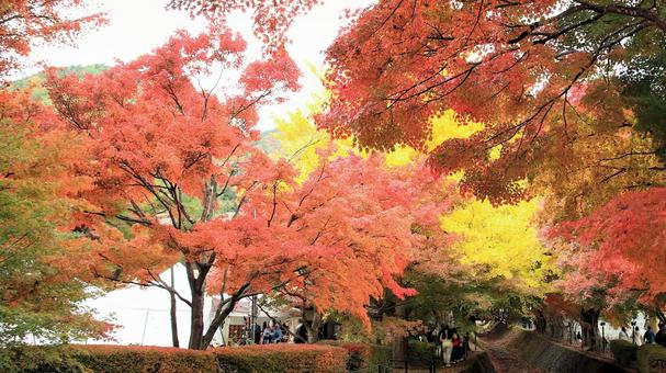 11月の河口湖もみじ回廊の紅葉 紅葉,秋,もみじの写真素材