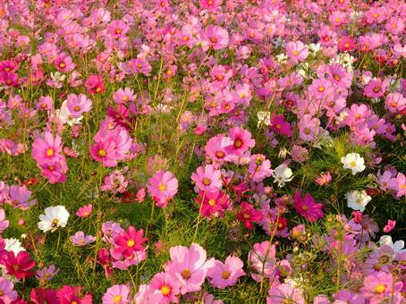 夕日に染まる ピンクの秋桜の花畑 コスモス,花,ピンクの写真素材