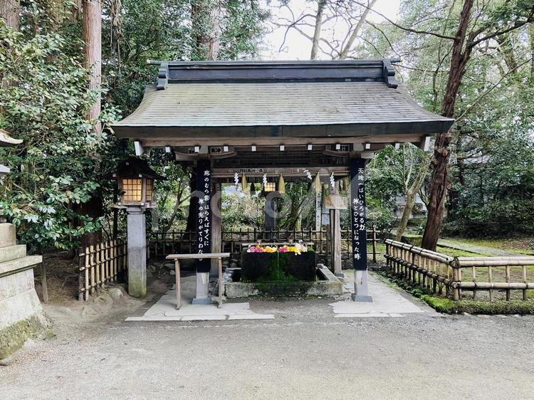 伊佐須美神社　手水舎　花手水 伊佐須美神社,福島県大沼郡,神社の写真素材