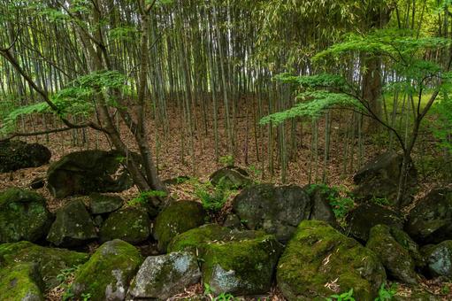 Photo, early summer, urban park, park, 