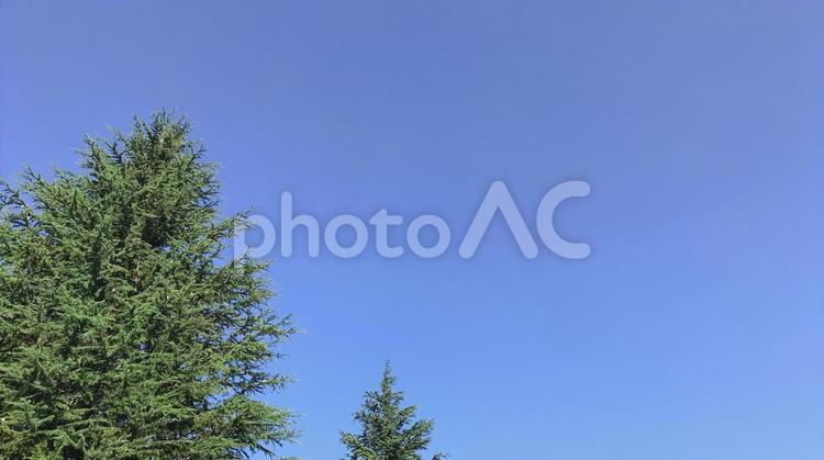 夏の空と街路樹 空,木,自然の写真素材