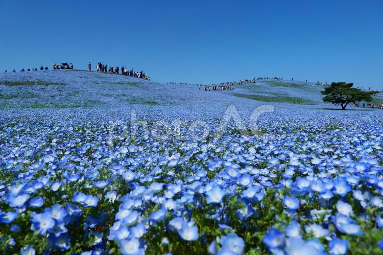 ひたち海浜公園、ネモフィラの丘。ひたちなか、茨城、日本。４月下旬。 ネモフィラ,花,青の写真素材