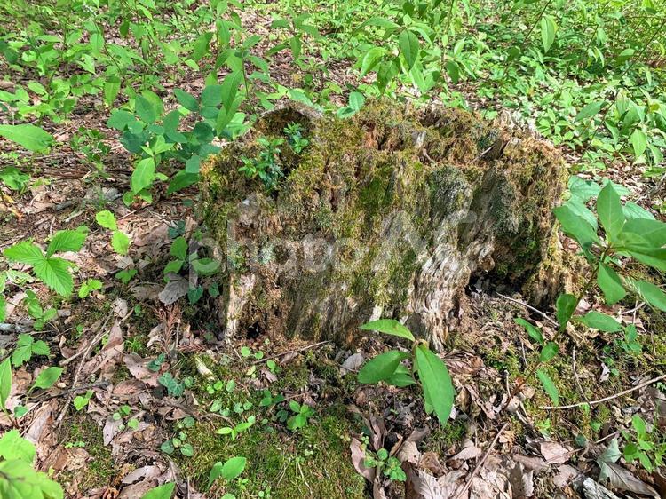 苔の生えた古い朽ちた切り株 切り株,切株,きりかぶの写真素材