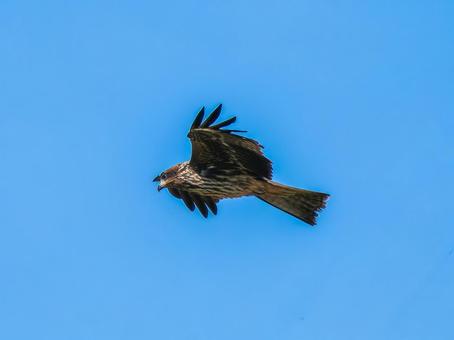 空を飛ぶトビ・トンビ トビ,鳶,野鳥の写真素材