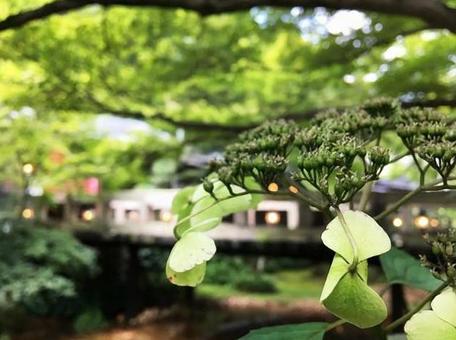 あじさいのつぼみ あじさいのつぼみの写真