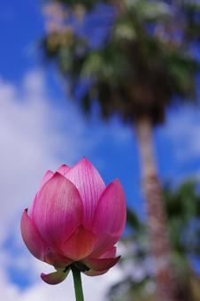 蓮 ハス 水辺の花 ピンクの花 蓮 ハス 水辺の花 ピンクの花の写真