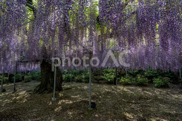 春のあしかがフラワーパーク 藤,フジ,花の写真素材