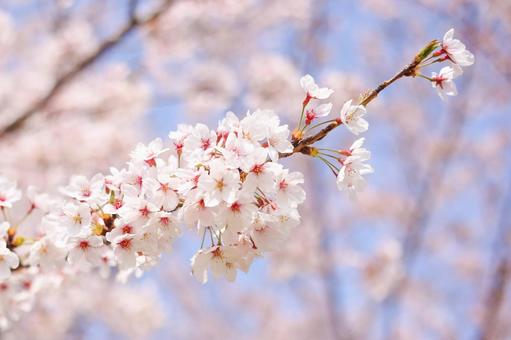 Photo, primavera, árvore de cereja, plena floração, 