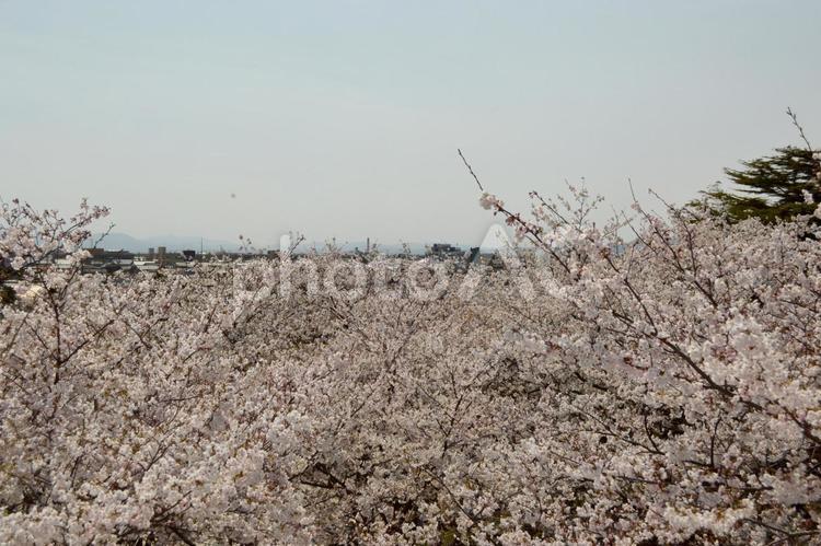 満開の桜の花（ソメイヨシノ）　春の写真 桜,満開,たくさんの写真素材