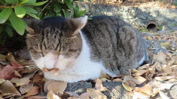落ち葉を集めてお昼寝スポットを作る猫 猫,キジシロ,眠り猫の写真素材