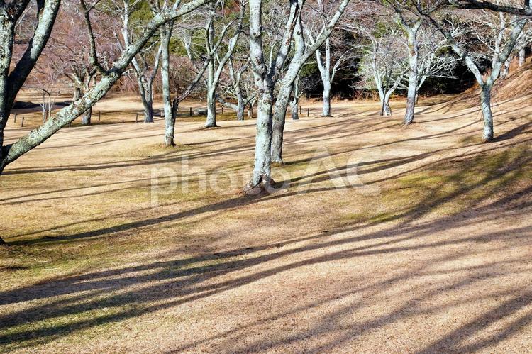 山焼き後はブロンズの大室山 大室山,山焼き後,芝の写真素材