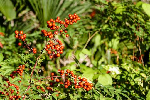 緑の背景に映える南天の赤い実 南天,ナンテン,実の写真素材