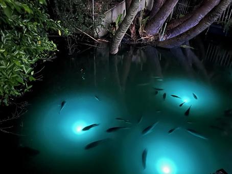 池のイルミネーションと魚 イルミネーション,魚,癒しの写真素材