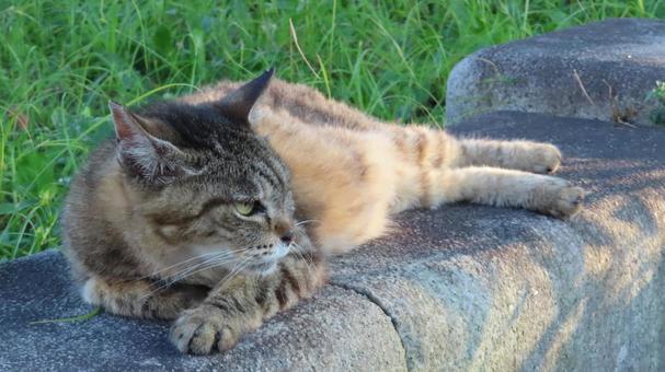夕涼みが日課のもふもふであざとい猫様 夕涼みが日課のもふもふであざとい猫様の写真