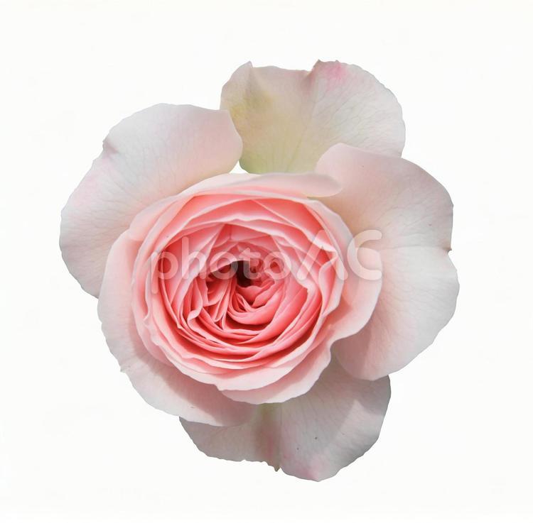切り抜き写真素材　エレガントなバラの花 19-24 【PSDは背景透過】 バラ,薔薇,バラの花の写真素材