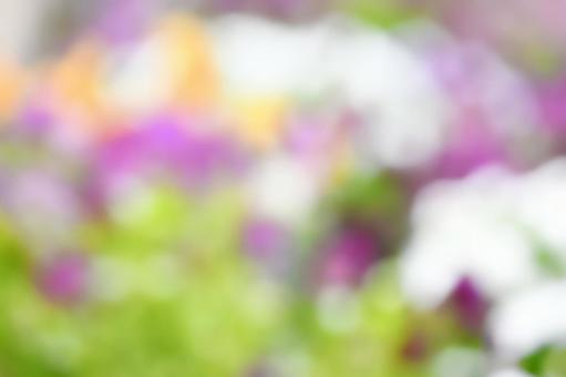 花畑の背景素材 花畑の背景素材の写真