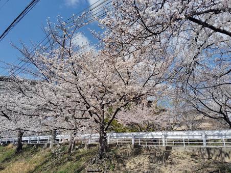 桜と青空 桜,ピンク,青の写真素材