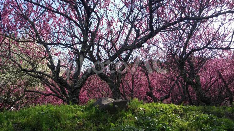 又兵衛桜の梅林 いなか,うめ,さくらの写真素材