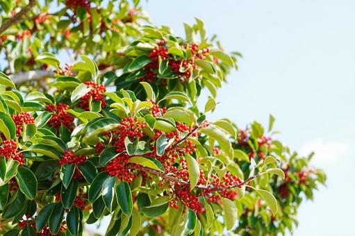クロガネモチの実 自然,グリーン,癒しの写真素材