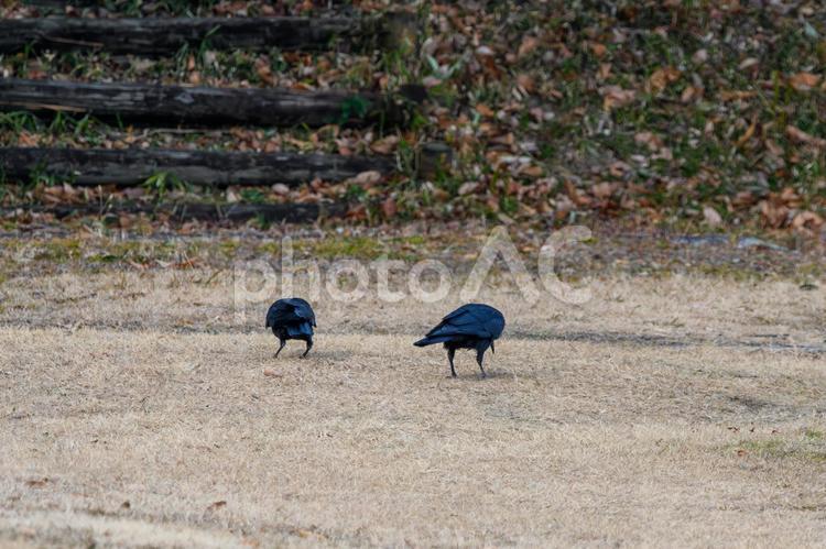 落ち葉の中を歩く二羽のカラス カラス,鳥,野鳥の写真素材