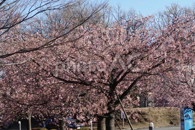 大寒桜　オオカン桜　テクスチャ　背景 花,桜,テクスチャの写真素材