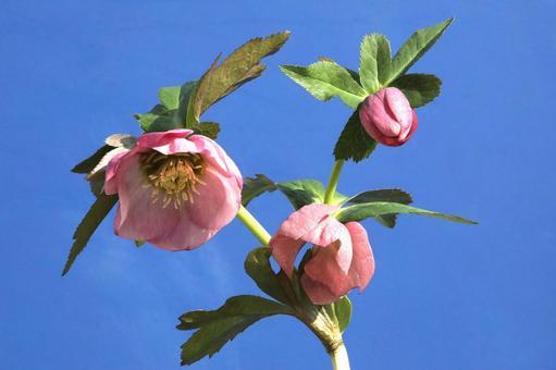 クリスマスローズの花の写真