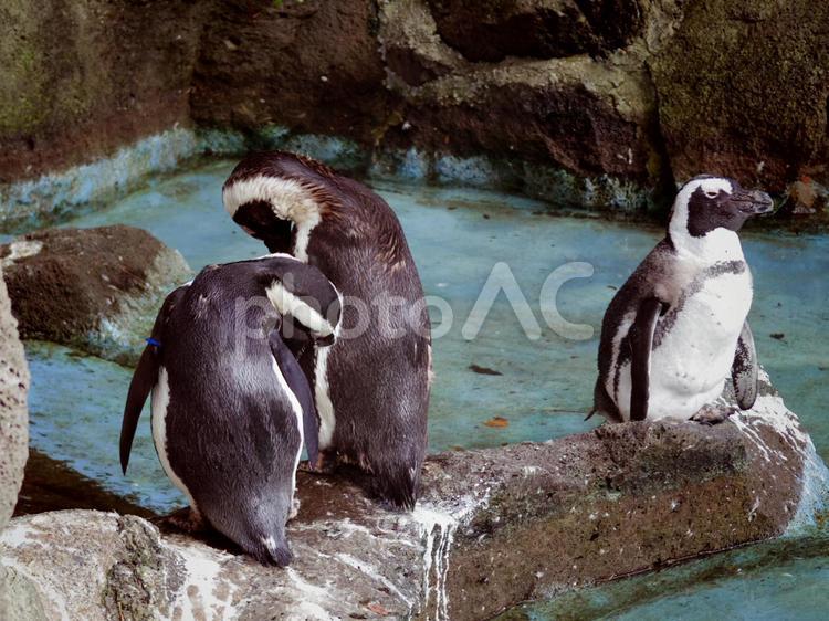 ケープペンギン4（静岡県伊東市） ケープペンギン,ペンギン,鳥類の写真素材