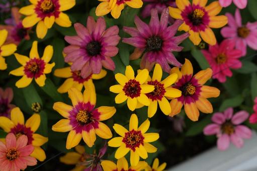 ジニア・プロフュージョン ジニア・プロフュージョン,秋の花,花壇の写真素材