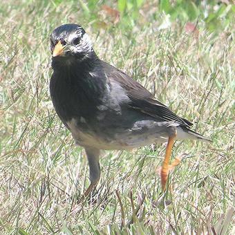 Starling, JPG Starling, JPG
