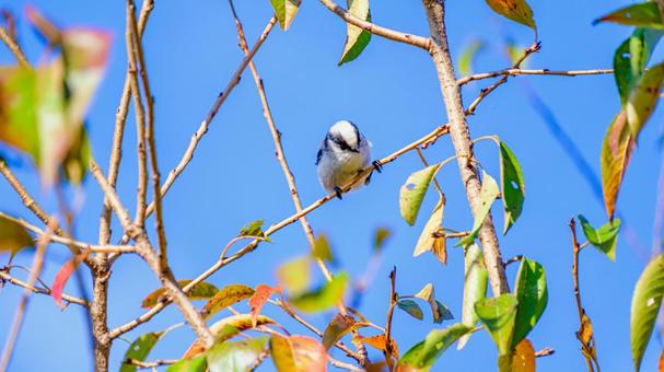 木の上のエナガ エナガ,小鳥,鳥の写真素材