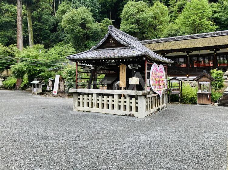 松尾大社　相生の松 松尾大社,京都府京都市,嵐山の写真素材