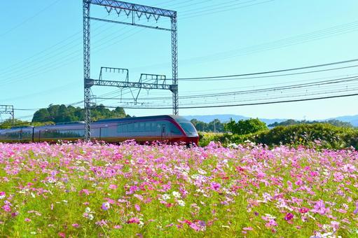 コスモス畑沿線を快走する ひのとり 近鉄電車,近鉄大阪線,沿線の写真素材