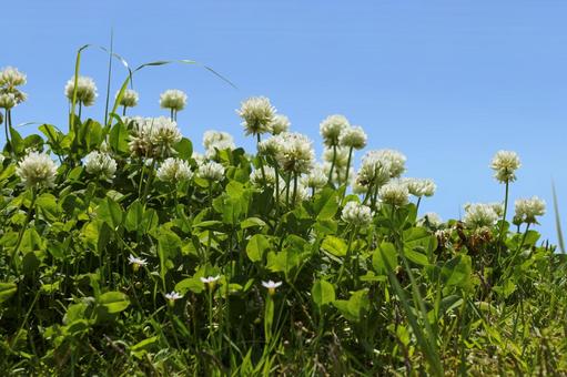 クローバーと空 クローバー,シロツメクサ,草花の写真素材