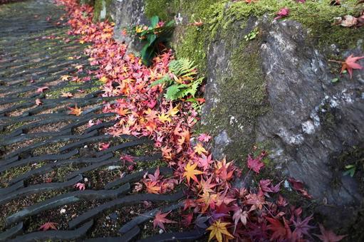 秋の風景　紅葉　落ち葉 紅葉,落ち葉,赤の写真素材