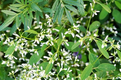 小さな白い花と緑の葉 小さな白い花と緑の葉 花,草,植物の写真素材