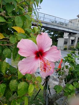 ピンクのハイビスカス ピンクのハイビスカス ハイビスカス,花,可愛いの写真素材