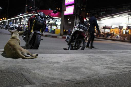 犬 犬の写真
