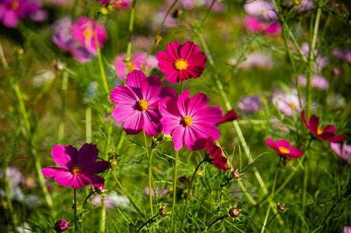 鮮やかなピンクのコスモスと蜜蜂 鮮やかなピンクのコスモスと蜜蜂の写真