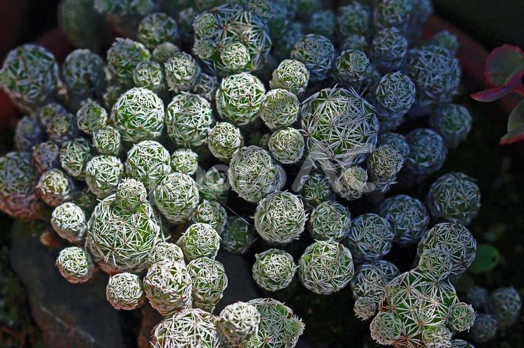 豆のような小粒なサボテン サボテン,棘,植物の写真素材