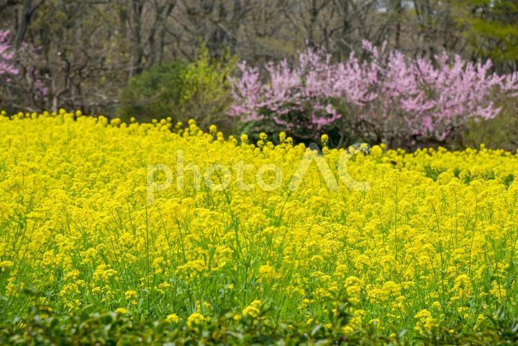 自然　菜の花畑 菜の花,なのはな,自然の写真素材