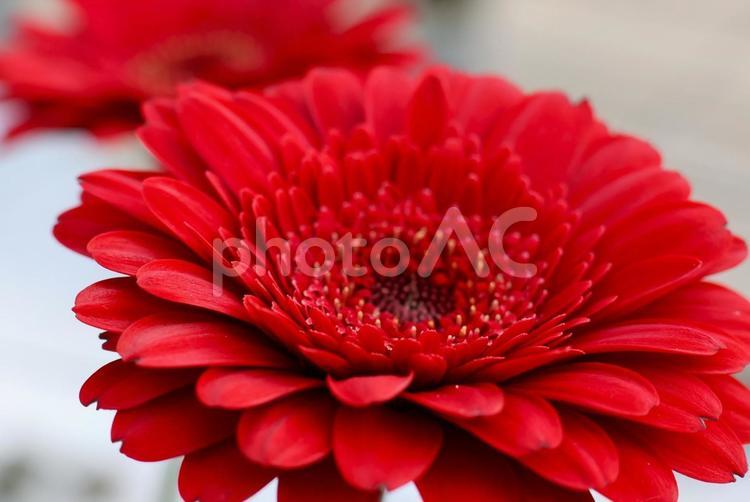 １月下旬の温室のガーベラの花 背景,ガーベラ,花の写真素材