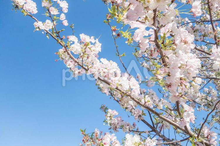 桜と青空のアップ 桜,サクラ,春の写真素材